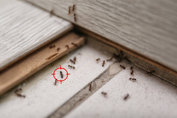 Best Pest Control Near Me  in Leisure Knoll, NJ