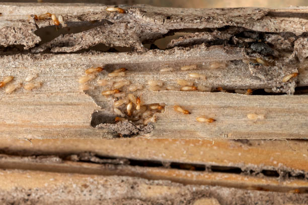 Professional Pest Control in Leisure Knoll, NJ